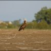 Aquila pomarina - foto Ervin Hrtan